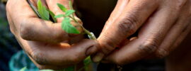 Essentials Plant Propagation - Group Bookings