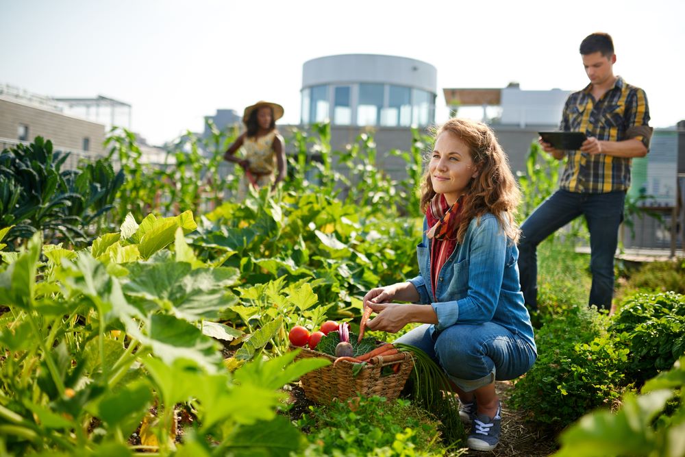 horticulture-major-award-course-qqi-level-4